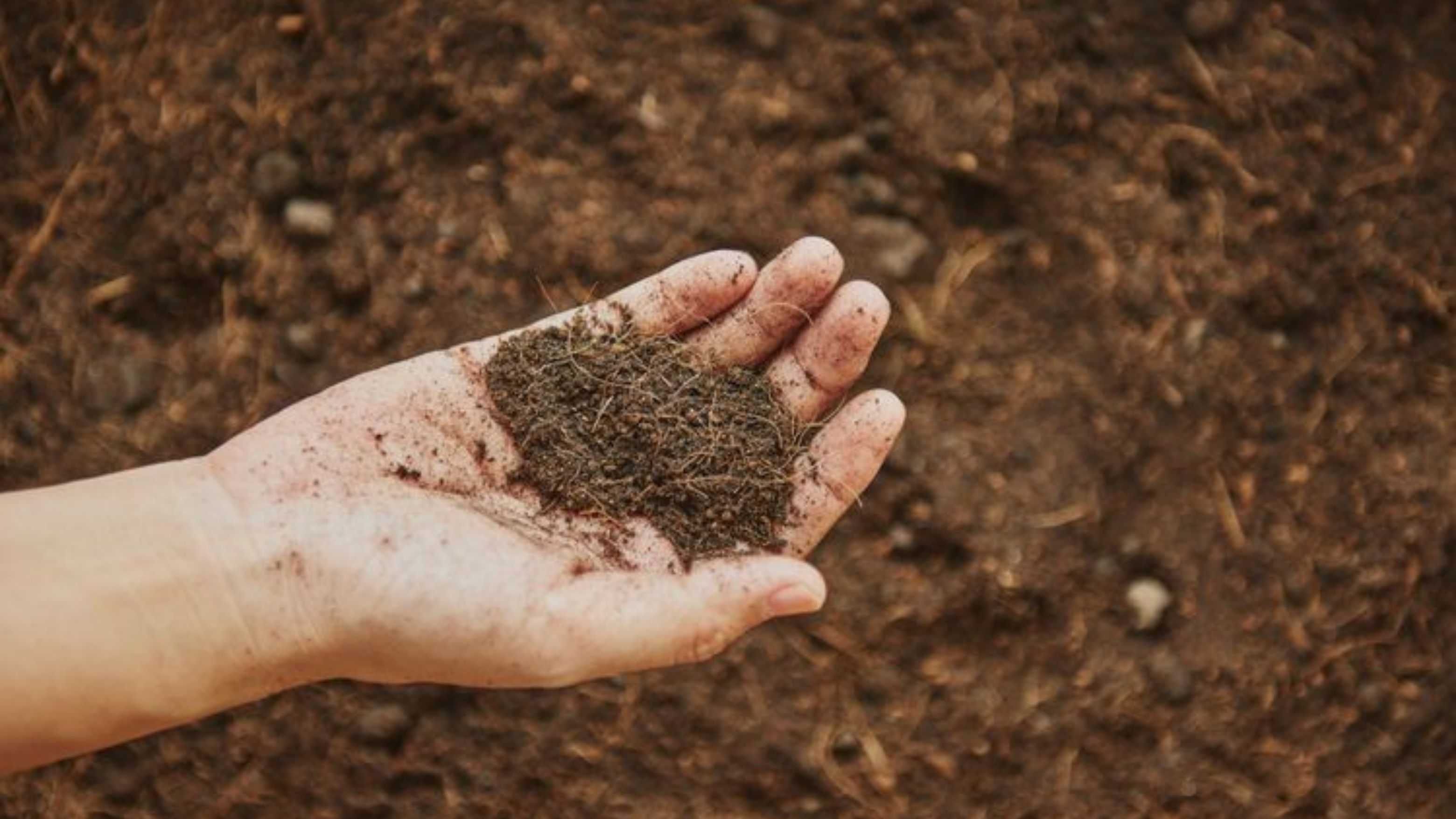 Penelitian Global Ungkap Dampak Nitrogen terhadap Respirasi Tanah